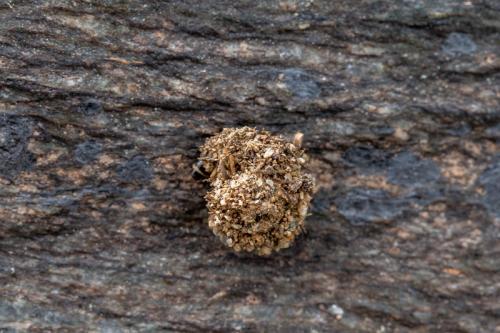 Apterona sp.